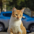 Imagen de un gato en la calle.