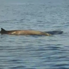Imagen de una de las ballenas avistades delante de la costa de Torredembarra.