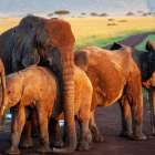 Imatge d'elefants en llibertat.