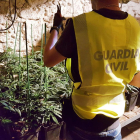 Els agents van intervenir 564 plantes de marihuana.