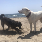 Dos perros disfrutando de la playa a Mont-roig.