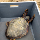 Imatge d'una de les cinc tortugues marines alliberades.