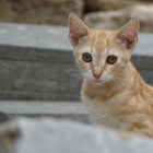 Imatge d'un gat de la Part Alta.