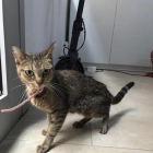 Imatge de la gata que ha estat trobada al Serrallo.