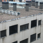 Gran cantidad de palomas en uno de los edificios de la zona donde su presencia es problemática.