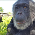 Imatge d'un ximpanzé rescatat de la Fundació Mona