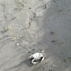 Un cangrejo muerto, en la Riera de la Bisbal del Penedès.