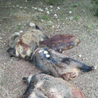 Imatge dels cinc porcs senglars morts amb una ferida de bala.