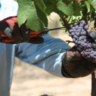 Primer plano de la mano de un operario cogiendo la uva de la variedad pinot noir en una viña de las cavas Gramona de Sant Sadurní d'Anoia.