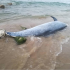 Imagen del delfín atascado en la arena.
