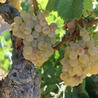 Primer plano de uva en una viña de la DON Terra Alta. Imagen publicada el 10 de octubre del 2019