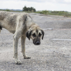 Imatge d'un gos abandonat