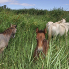 Cavalls a la reserva natural de Sebes.