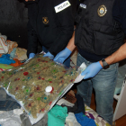 Imatge dels dos quilos de cabdells de marihuana envasats al buit localitzats a l'interior d'una casa adossada de Roda de Berà