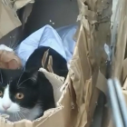 Imagen de los gatos dentro de la caja de cartói.