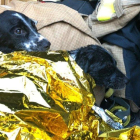 Imatge dels dos gossos rescatats.