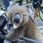 Imatge de l'animal després d'aturar als ciclistes.