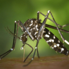 Imagen del mosquito tigre.