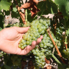 Plano detalle de uva de la Bodega Mas Vicenç a pocos días de iniciarse la vendimia.