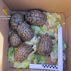 Imatge de les tortugues mores intervingudes.