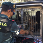 Los perros rescatados por la Guardia Civil
