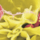 Imagen de una bacteria a vista de microscopio.