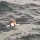 La tortuga surava en el mar.