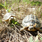 Dos ejemplares de tortugas mediterráneas, una especie en peligro de extinción.