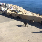 Un grupo de gatos pasea en el Faro de la Banya, al final del paseo de la Escullera.