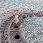 La rata quedó atrapada en la tapa de la alcantarilla.