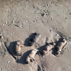 Imagen de los cachorros en la playa.