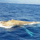 Imagen de archivo de un cetáceo flotando delante de la costa de Cap Salou.