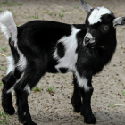 Una entitat busca adoptants per cabres rescatades
