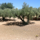 Pla general d'oliveres després de la pluja de dimarts en una finca al terme municipal de l'Ametlla de Mar.