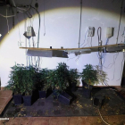 Els Mossos van denunciar també a l'inquilí de la casa per cultivar marihuana.