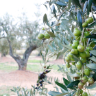 Unes olives arbequines d'oliveres de la DOP Siurana a la Selva del Camp.