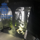 La Policía Nacional encontró 243 plantas de marihuana y 30 ovillos para la venta.