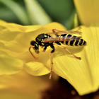 Imatge d'arxiu d'una vespa.