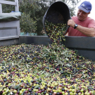 Un pagès abocant olives al remolc en una finca a Valls.