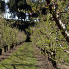 Un campo de fruteros, en una imagen del 15 de marzo de 2019.