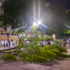 Un árbol caído a la plaza Verdaguer de Tarragona.