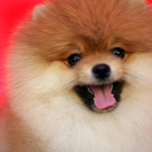 Imatge d'arxiu d'un gos de raça pomerània.