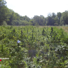 Una de las plantaciones de marihuana descubiertas por los Mossos d'Esquadra en el Alt Empordà.