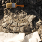 Pla detall de la costella de vaca marina de fa 42 milions d'anys descoberta a Folgueroles.