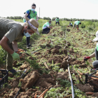 L'agricultor Mathias Eyraud i els voluntaris, durant la recol·lecció al terreny proper al Par Samà.