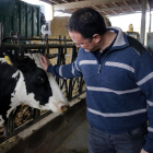 El ganadero Joan Pou, de Can Joans, en Lliçà d'Amunt, con una de las vacas de su explotación.