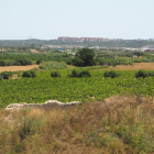 Imatge de la finca ubicada al Celler de Mas dels Frares on hi ha el jaciment.