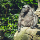 Imatge d'arxiu de la ximpanzé, que va morir dimecres.