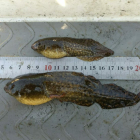 Renacuajos de rana toro encontrados en las lagunas del delta del Ebro, medidos.