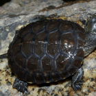 Imatge d'arxiu d'una tortuga de rierol.